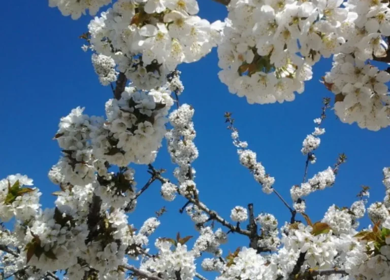 Can You Hear the Buzz?