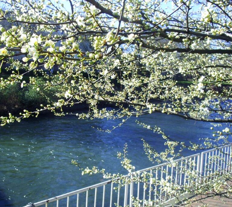 Throw Down your Oars and Surrender