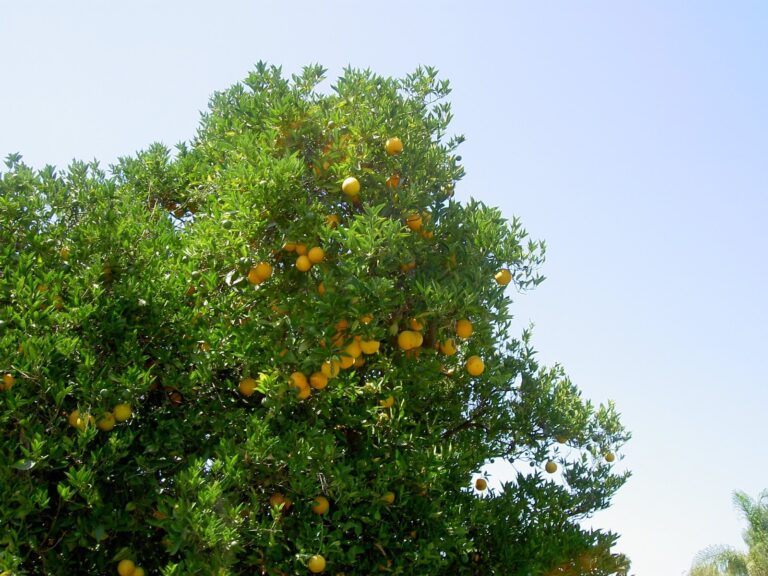 When You’re Leaf-full