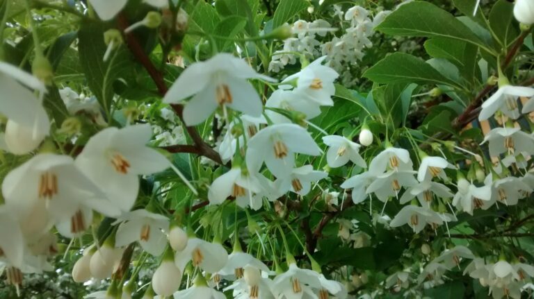 Beauty in a Broken World