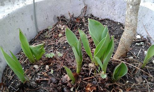 tulips-february-2017