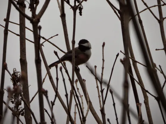 January Bird {a #poem}