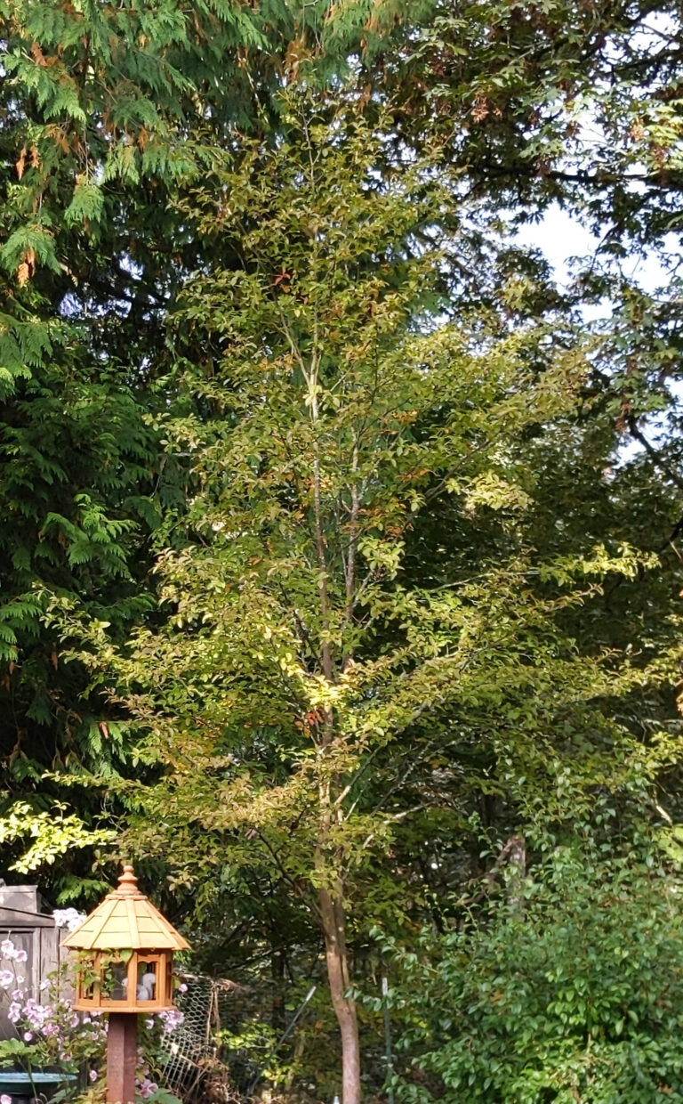 Avian Chorus {a #poem}